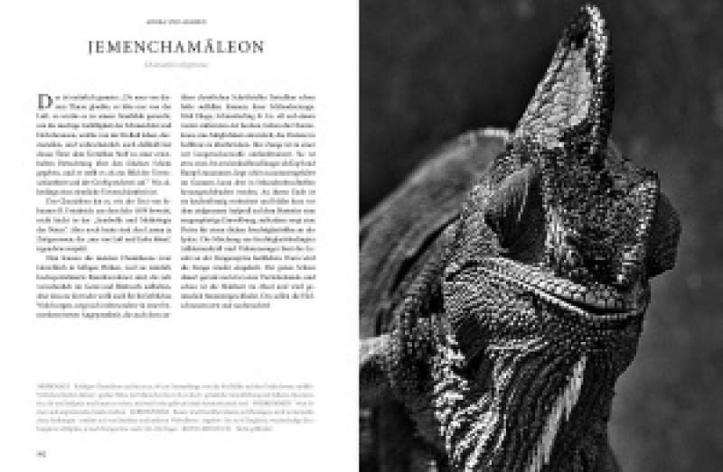 REPTILIA – Köpfe der Urzeit